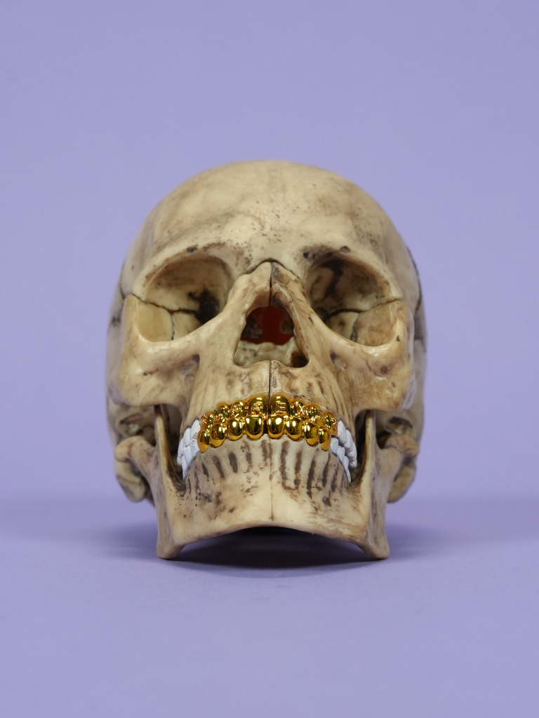 Supreme 4D Model Human Skull