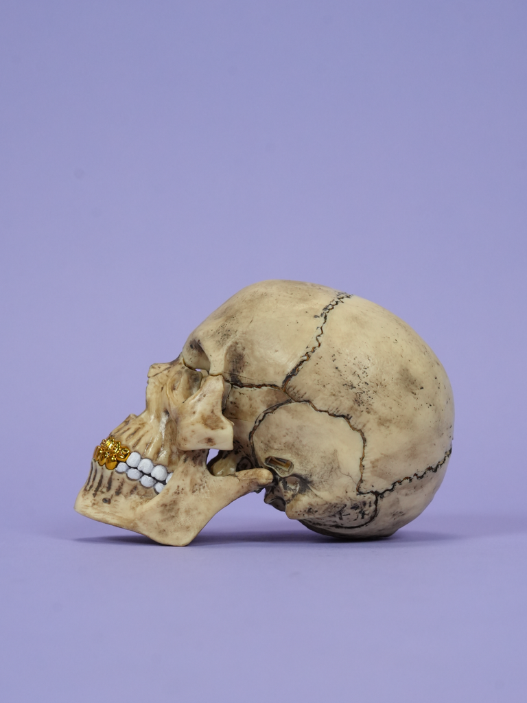 Supreme 4D Model Human Skull