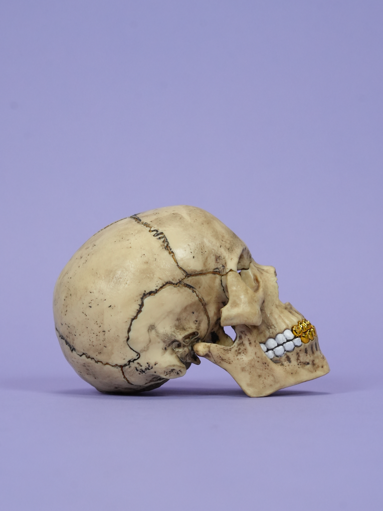 Supreme 4D Model Human Skull