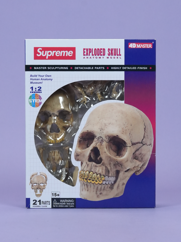 Supreme 4D Model Human Skull