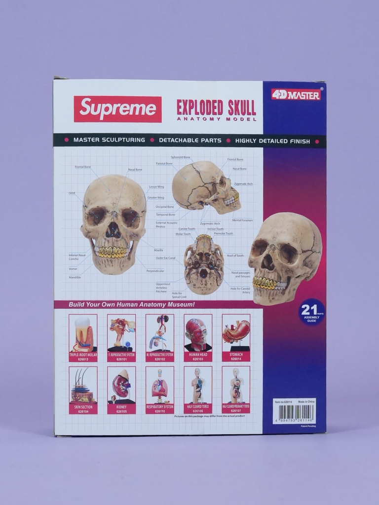 Supreme 4D Model Human Skull