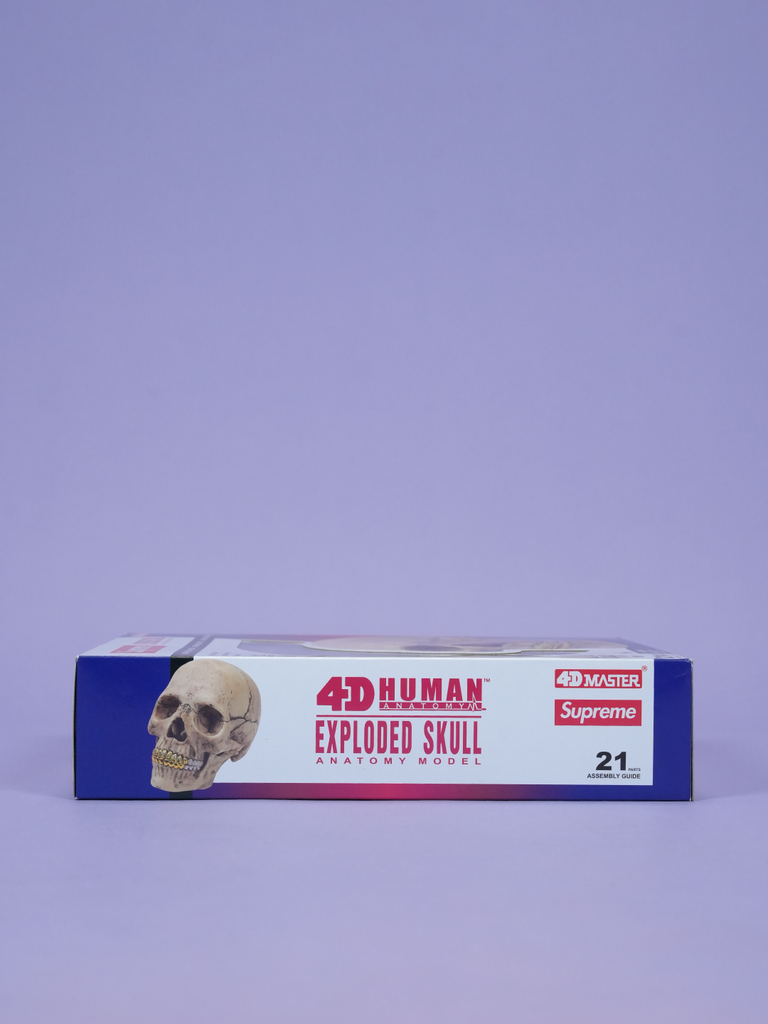 Supreme 4D Model Human Skull